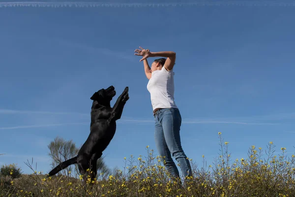Labrador köpeği ve orta yaşlı kadın doğada neşeyle birlikte zıplıyorlar..