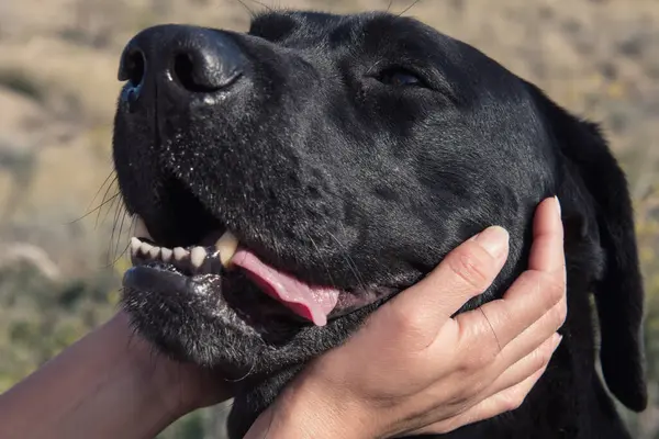 Gülen ve okşayan labrador köpeğinin kafası..