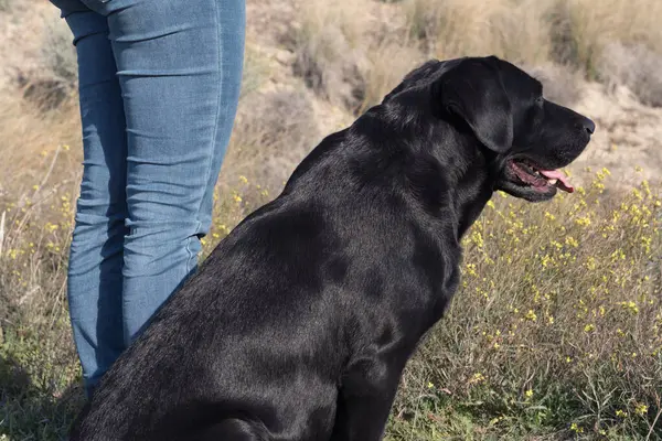 Labrador köpeği yerde bir kadınla oturuyor. Köpek eğitimi.