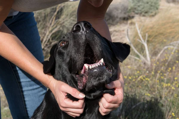 Orta yaşlı bir kadınla labrador köpeğinin kafası. Gülerken ve okşarken..