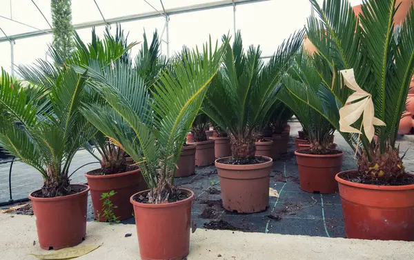 Saksıda yeşil palmiye çiçeği, bahçe çiçekçisi.