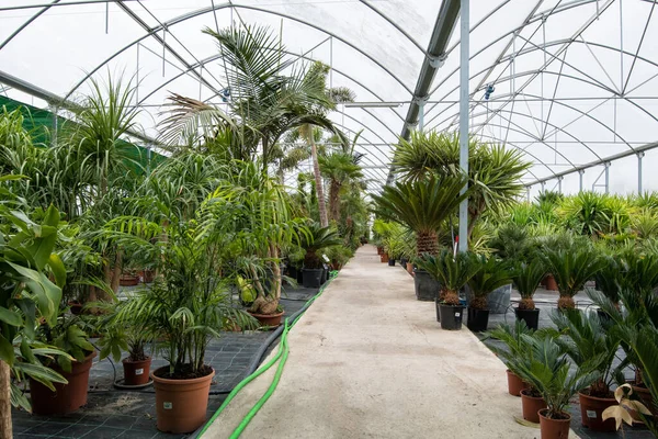 Saksıda yeşil palmiye çiçeği, bahçe çiçekçisi.