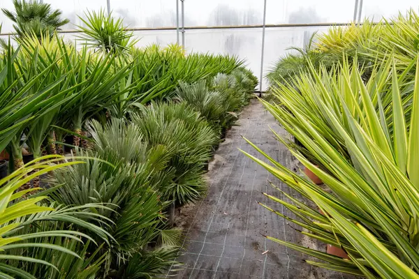 Saksıda yeşil palmiye çiçeği, bahçe çiçekçisi.