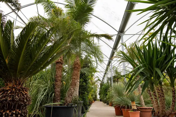 Çiçekçide farklı palmiye çiçekleri ve çiçekli saksılar..