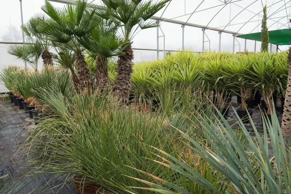 Çiçekçide farklı palmiye çiçekleri ve çiçekli saksılar..