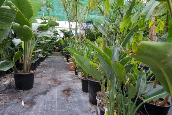 Çiçekçide farklı palmiye çiçekleri ve çiçekli saksılar..