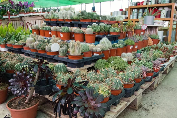 Kaktüs çiftliğindeki plastik tencerede yumuşak odaklı renkli kaktüsler..