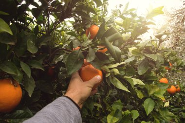 Güneş ışığıyla meyve bahçesinde portakal toplayan ellerin bakış açısı.