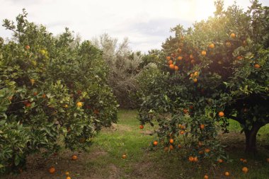 Güneş ışığıyla hasat edilmeden önce meyve bahçesinde olgun portakallar..