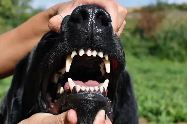 Close-up of a woman opens a dog\'s mouth and showing his teeth.