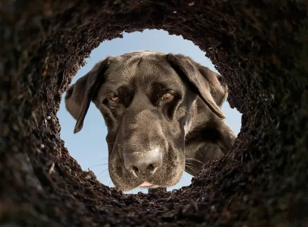 Dog peeking into a dirt hole in the ground, view from underground.