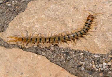 Megarian bantlı kırkayak (Scolopendra cingulata) kaya üzerinde.