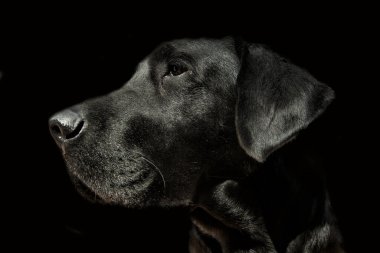 Yumuşak odaklı Labrador köpek başı siyah arkaplanda