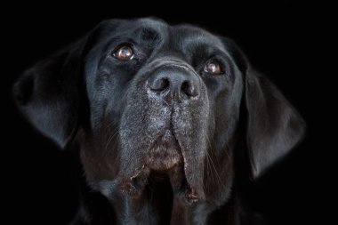 Labrador köpek başı siyah arkaplanda