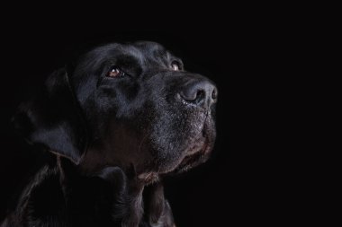 Labrador köpek başı siyah arkaplanda