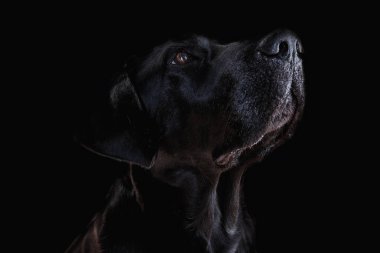 Labrador köpek başı siyah arkaplanda