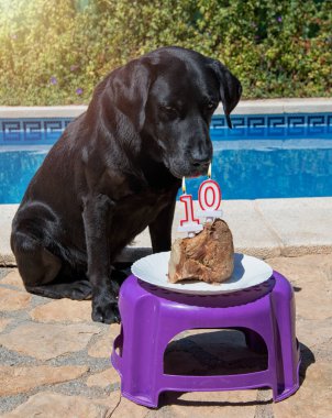 Doğum günü pastalı komik köpek..