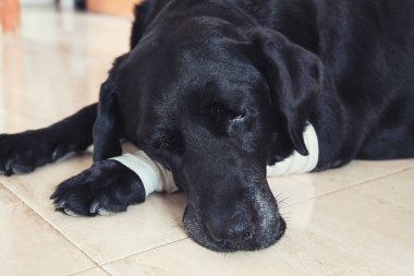 Hasta ve üzgün Labrador köpeği bandajlı bir elle, kazadan sonra yaralanmış..