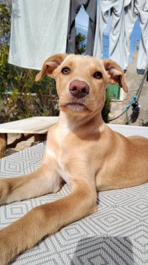 Bahçedeki güneşli bir yatakta uzanan küçük sevimli bir köpek yavrusu.