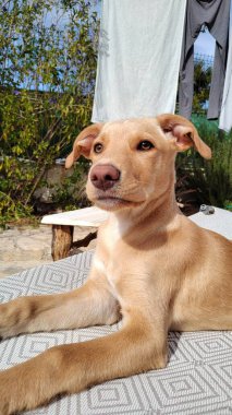 Bahçedeki güneşli bir yatakta uzanan küçük sevimli bir köpek yavrusu.