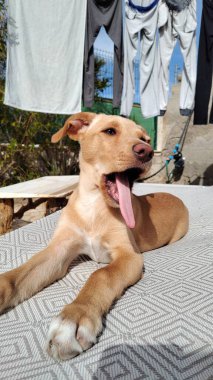 Bahçedeki güneşli bir yatakta uzanan küçük sevimli bir köpek yavrusu.