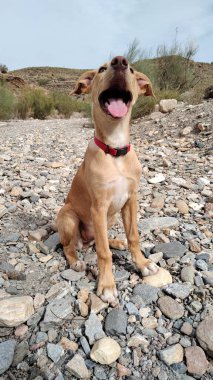 Doğada yürüyüşe çıkmış şirin bir köpek yavrusu.