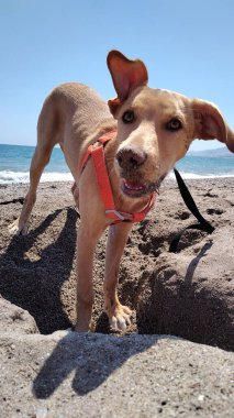 Yaz tatilinde kumsalda oynayan sevimli köpek yavrusu, arkasında okyanus kıyısında.