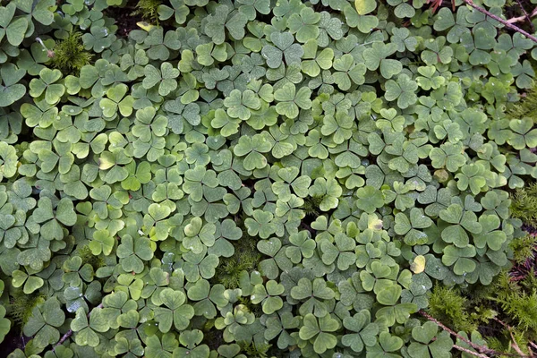 Green Forest Leaves Texture Shamrock Pattern Lush Forest Litter Flor — Stock Photo, Image