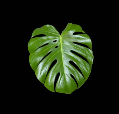 Monstera deliciosa. Big green Tropical Leaf cut out on black background. Big exotic shiny Leaf, lush plant, jungle pattern.
