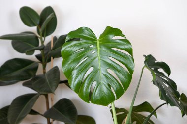 Monstera deliciosa. Green Tropical Leafs home interior decoration. Big exotic Leafy lush Plants on white wall background, urban jungle.