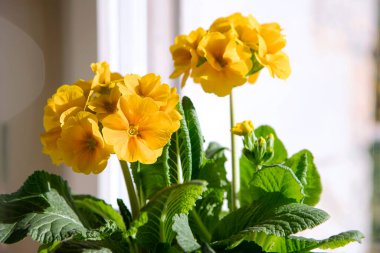 Primula elatior, golden yellow spring flowers indoors. Primrose flower head close-up with green leaves, spring potted plant.
