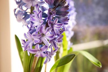 Delft blue hyacinth, spring flower close-up. Flower head macro, spring potted plants. Hyacinth background