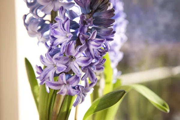 Jacinto Azul Delft Flor Primaveral Cerca Macro Cabeza Flor Plantas —  Fotos de Stock