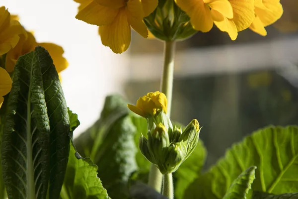 stock image Primula elatior, yellow spring flower buds close-up. Flower bud macro, spring new life. Primrose background.