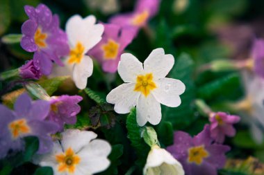 Küçük kır çiçekleri, bahçede yağmurdan sonra Primrose, yakın plan. Makro ilkbahar çiçekleri.