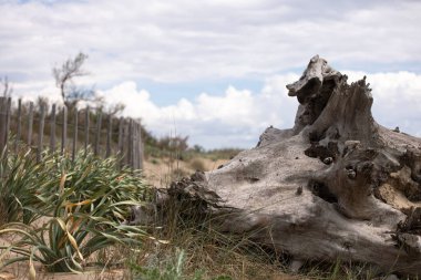 Güzel dokuları ve kıyı bitki örtüsüyle yakın planda sürüklenen romantik deniz manzarası. Dengesiz bir kıyı geçmişi var. Fransız Rivierası.