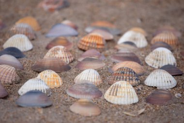 Kumda renkli deniz kabukları koleksiyonu var. Sahilde deniz kabukları var. Düz, pastel renkli deniz kabukları. 