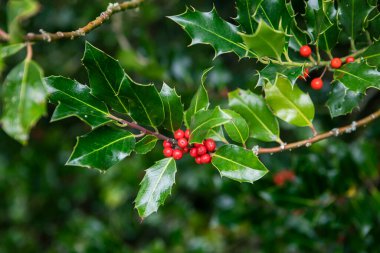  Winterberry Holly dalı, Ilex aquifolium, kırmızı böğürtlen ve yeşil yapraklar