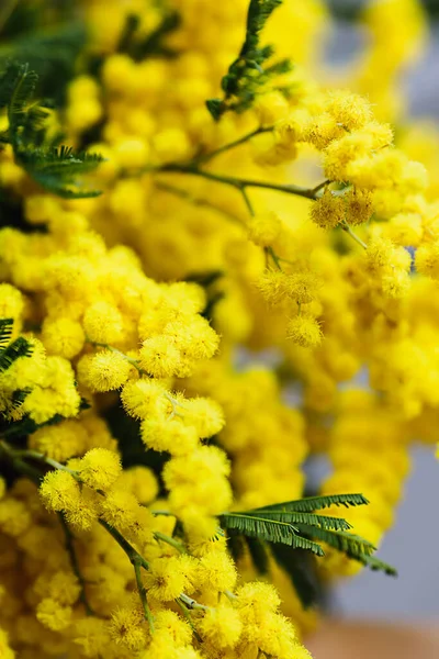 Yellow mimosa flowers. Spring card with mimosa blossom. 8 March Women Day.