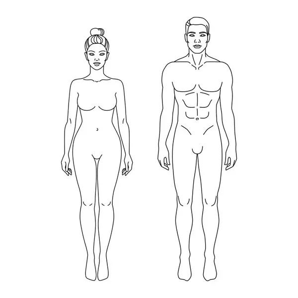 남자와 뒤보기 일러스트 고립된 템플릿 건강한 남성과 모양의 해부학 숫자로 스톡 벡터