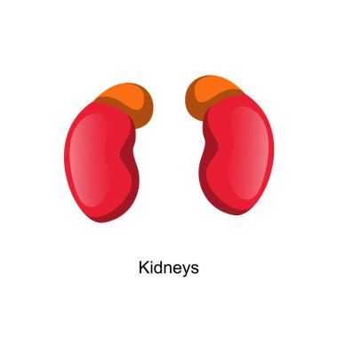 İnsan vücudu vektör sanatının anatomisi