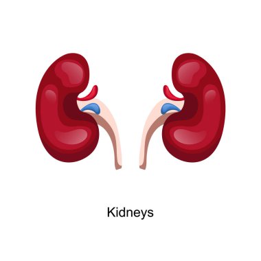 İnsan vücudu vektör sanatının anatomisi