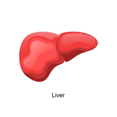 İnsan vücudu vektör sanatının anatomisi