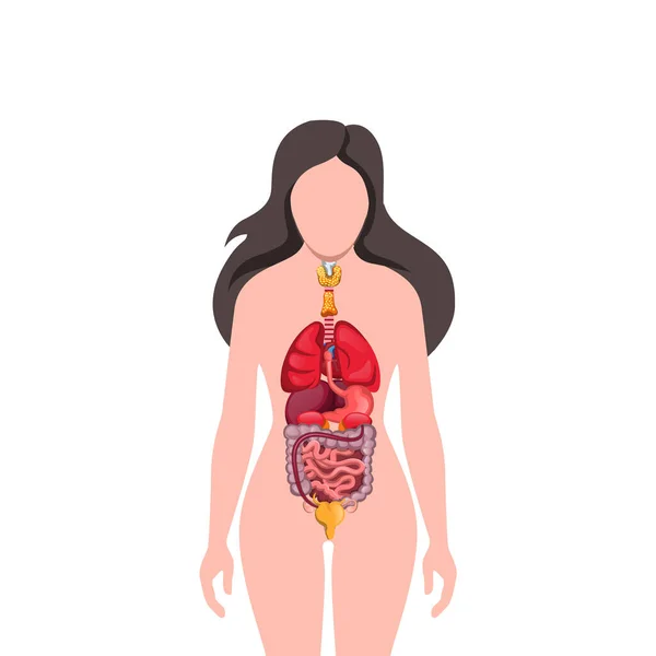 Anatomie Des Menschlichen Körpers Vektor Kunst Illustration — Stockvektor