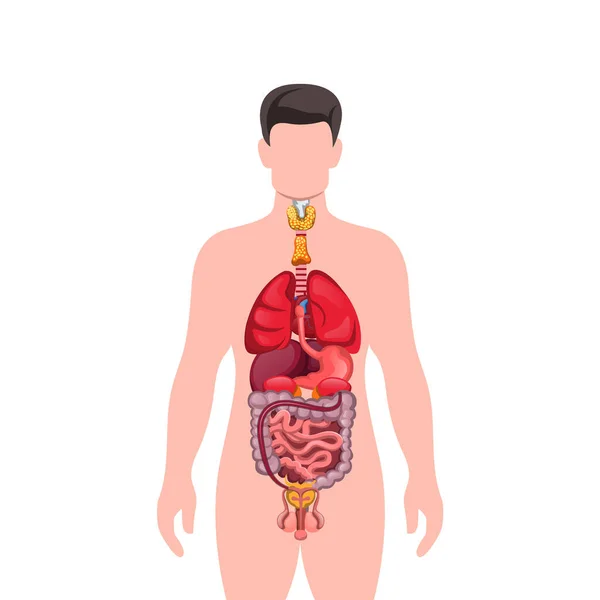Anatomie Corps Humain Vecteur Art Illustration — Image vectorielle