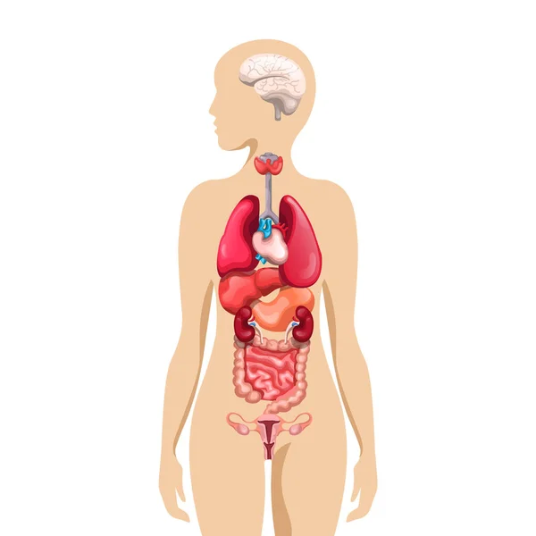 Anatomy Human Body Vector Art Illustration — Stock Vector