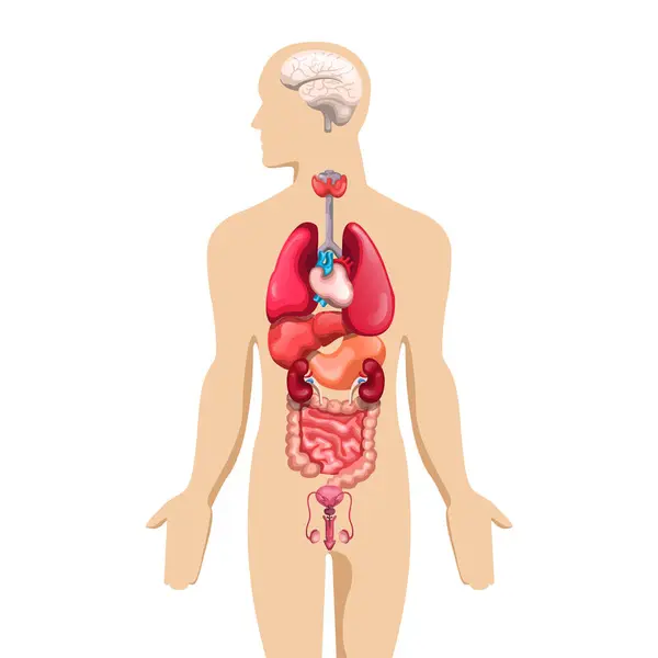 Anatomie Van Menselijke Lichaam Vector Kunst Illustratie — Stockvector