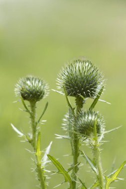 Dikenli Boğa Dikenli Tomurcuklar Cirsium vulgare Alabama 'nın Yabani Çiçekleri