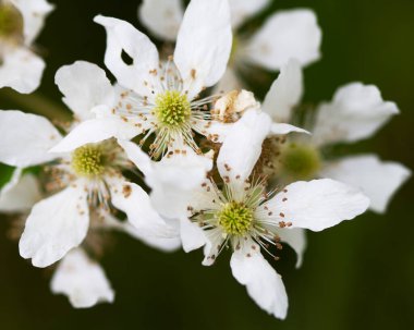 Alabama Vahşi Böğürtlen Beyaz Çiçekleri - Rubus cuneifolius Morgan County 'de 