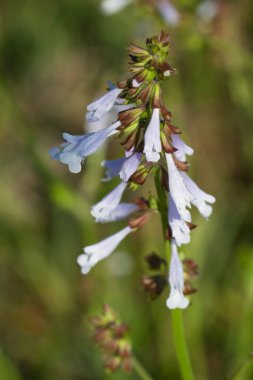 Alabama Lyrelease Sage Yaban Çiçeği - Salvia Lyrata